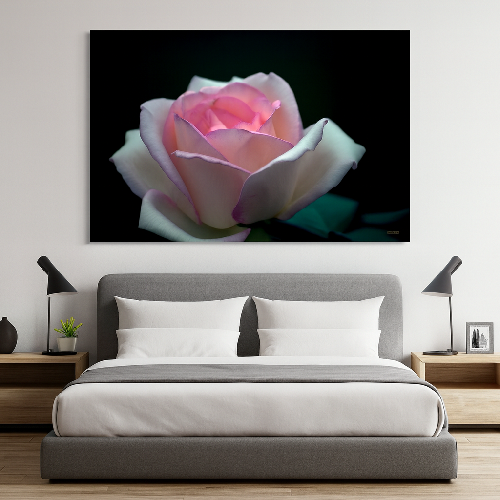"Pink Rose" - Botanical Art