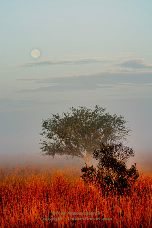 "Moon over pasture" - Landscape Art