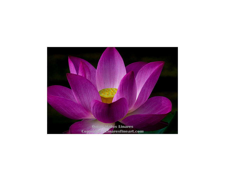 "At Peace, Pink Lotus" - Botanical Art