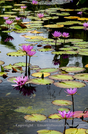 "Garfield Park Water Lily Pond" - Botanical Art