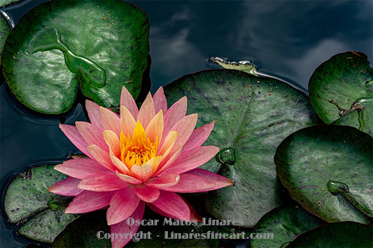 "Pink Water Lily #5" - Botanical Art