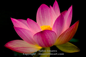 "When There is No Hope and Nothing to Hope For" (Pink Lotus 2) - Botanical Art