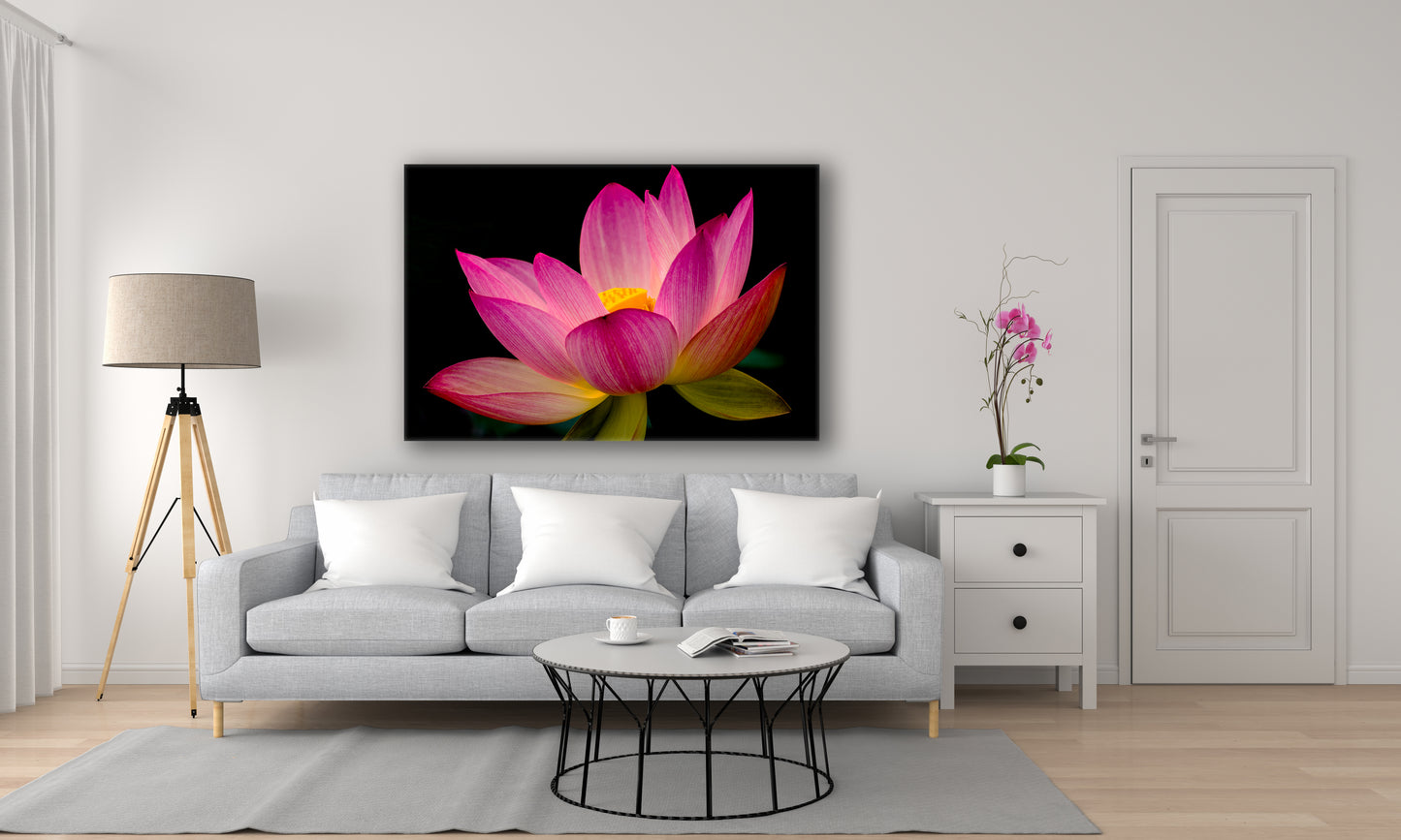 "When There is No Hope and Nothing to Hope For" (Pink Lotus 2) - Botanical Art