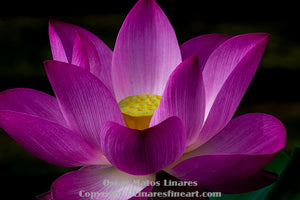 "At Peace, Pink Lotus" - Botanical Art