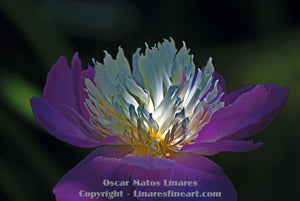"Purple Peony" - Botanical Art