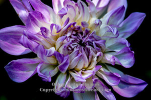 "Rejoice (Purple and White Dahlia)" - Botanical Art