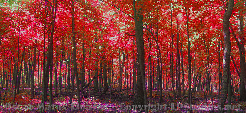 Foresty Red