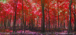 "Red Forest" - Landscapes Art