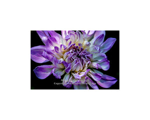 "Rejoice (Purple and White Dahlia)" - Botanical Art