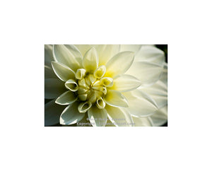 "White Dahlia" - Botanical Art