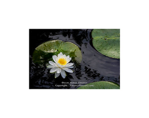 "White Water Lily at Humboldt Park" - Botanical Art