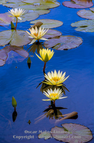 "Yellow Water Lily Pond" - Botanical Art