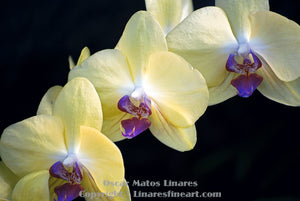 "Yellow and Purple Orchids" - Botanical Art