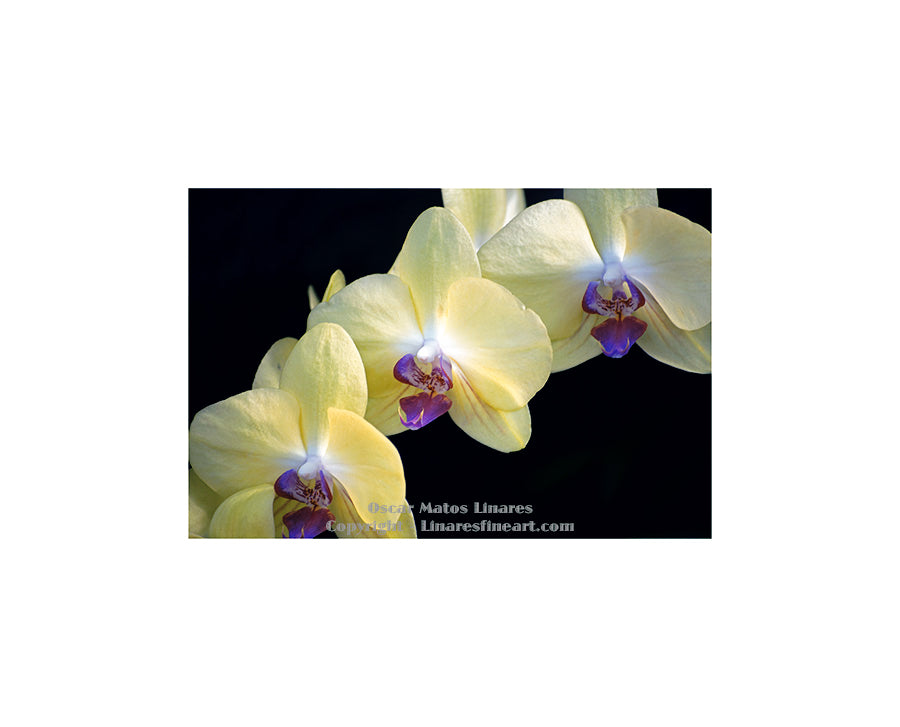 "Yellow and Purple Orchids" - Botanical Art
